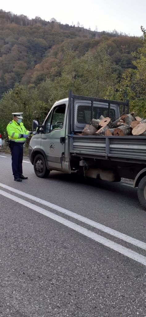 amenzi-de-peste-45000-de-lei-pentru-taierile-ilegale-de-copaci-in-cluj